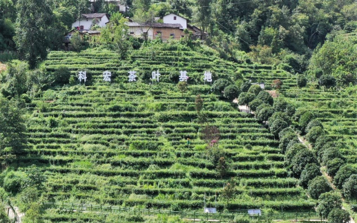 紫阳县科宏茶叶有限公司